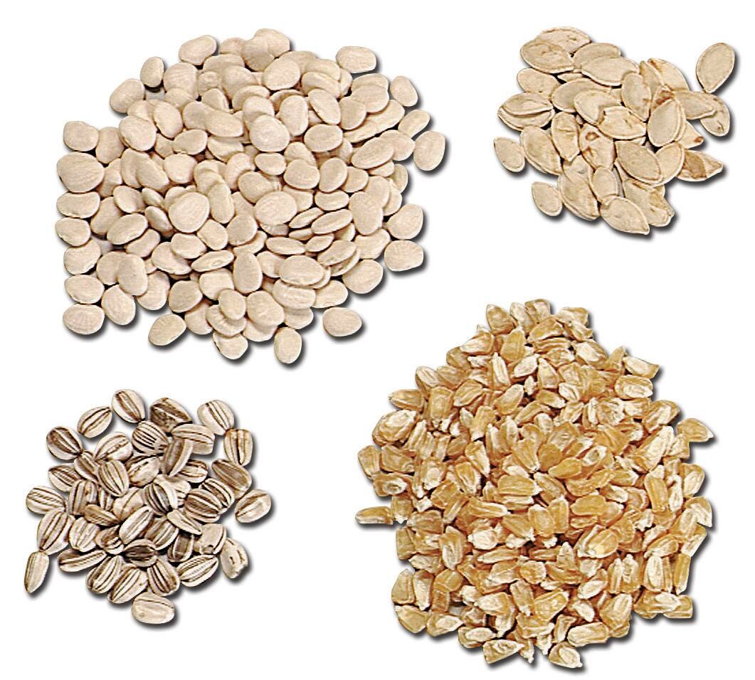 Frey Scientific Seeds, Pumpkin, Pack of 50 (approx), Item Number 586629